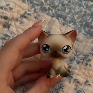 lps siamese short hair